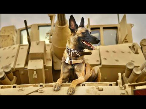 ‏‎  كلب عسكري أنقذ آلاف الأمريكان ضد المقاومة العراقية في حرب العراق🇮🇶(قصة حقيقية)