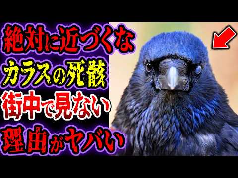 カラスの死骸を見ない残酷な理由…死骸を見ないあの動物たちのヤバすぎる生態【ゆっくり解説】