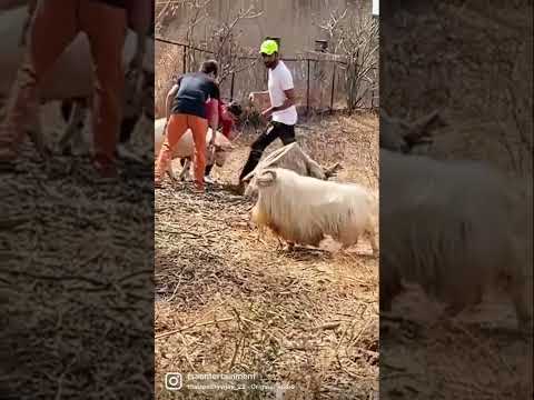 Bantam Goat Walking Confidently