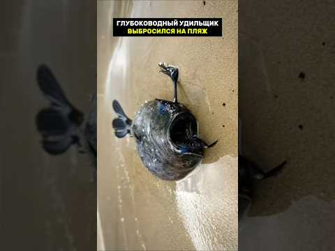 глубоководный удильщик выбросился на берег