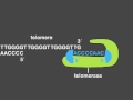 DNA Replication Challenges and Mechanisms