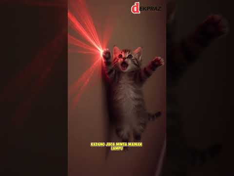 kucing mungil ku #kucinggemoy #kucinggemes #viral #anomali