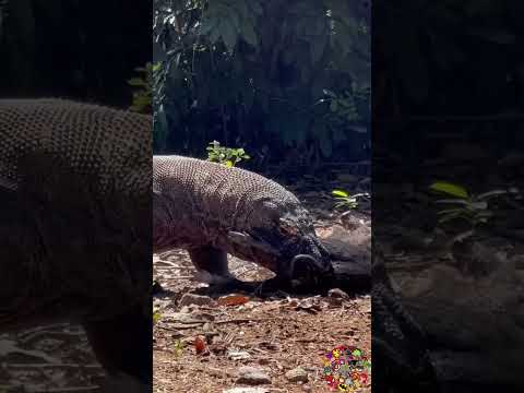 Komodo Dragon vs Wild Boar: Who Will Win? #wildlife #animal