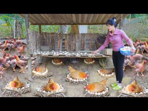 Harvesting Chicken Eggs At The Farm To Bring To The Country Market To Sell. My Bushcraft / Nhất