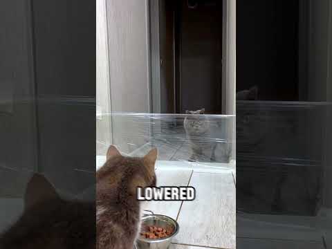 Down Syndrome Cat Determined to Dine!