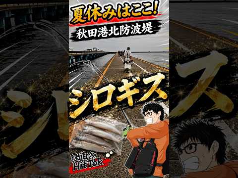 【#秋田釣り】夏休みにおすすめ!秋田港北防波堤のシロギス #shorts