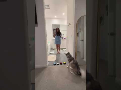Sapphie the pomsky picks mommy's date night outfit