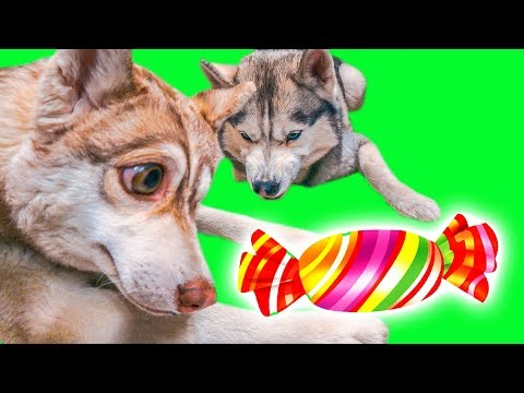 КОНФЕТА СО ВКУСОМ СОПЛЕЙ (Хаски Бублик) Говорящая собака Mister Booble