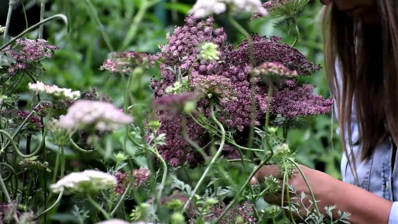 WONDERFUL Cut Flowers You May Have Never Heard About!