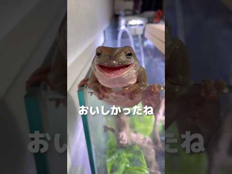 つけものいし大好き可愛い集 #イエアメガエル