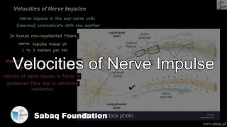 Velocities of Nerve Impulse
