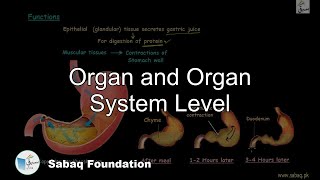 Organ and Organ System Level