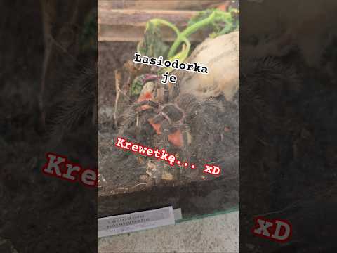 Ptasznik zjada krewetkę xD #spider #Lasiodora #parahybana