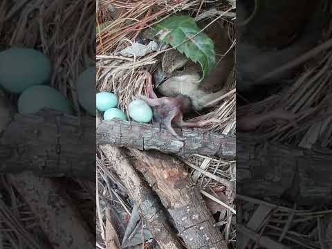 The cuckoo pushed out the third bird egg, and I rescued them all back to nest杜鹃鸟把第3颗蓝色鸟蛋推出来了 #cuckoo