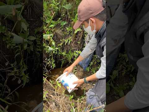 Kuras parit yang kekeringan jackpot ikan chana di dalam pipa🤤🔥
