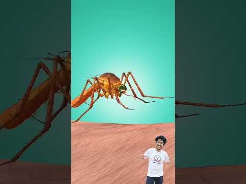 mosquito cutting technique. #experiments #science #scienceexperiments #physics #chemistry #shorts