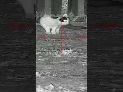 big Rats get a TWACK from the fx mk3