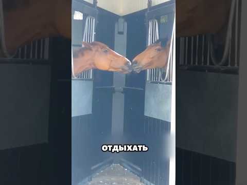 Настоящая лошадиная любовь 🥹 🐴 #животные #милыеживотные