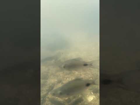 Under water 3 💦 #nature #relaxing #wildlife