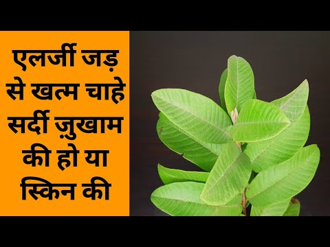 एलर्जी चाहे सर्दी ज़ुखाम की हो या स्किन की जड़ से ख़त्म हो जायेगी - Get Cure Allergy in Natural Way
