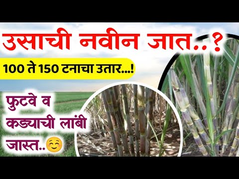 Usachi Navin Jath / उसाची नविन  बियाने