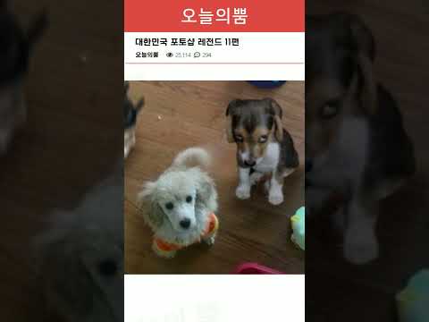 포토샵 해주세요! 한국 레전드 11편