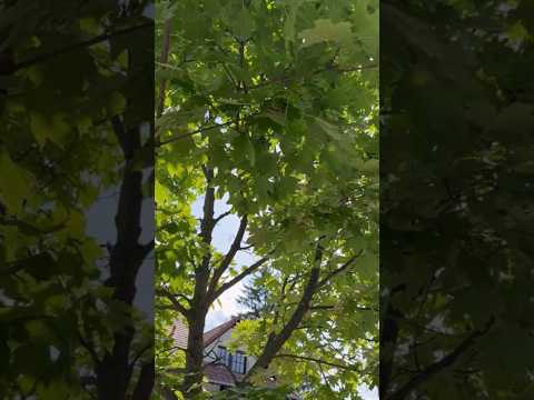 اكتشاف علمي مذهل.. النباتات تتحدث مع بعضها مثل البشر!!...