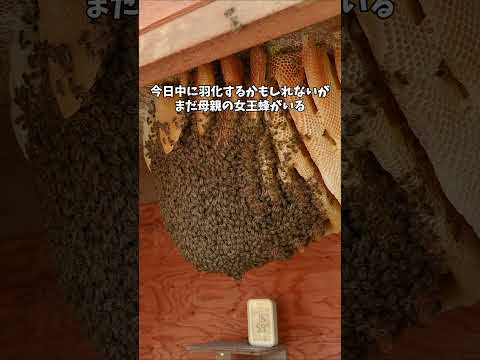 長女の羽化予定日!なのに出て行かない母親。 〜開放巣密着10日目〜 #ニホンミツバチ #開放巣 #昆虫観察
