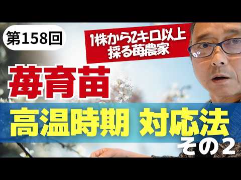 第158回　苺育苗、高温時期でのランナーの吹かせ方。Part２