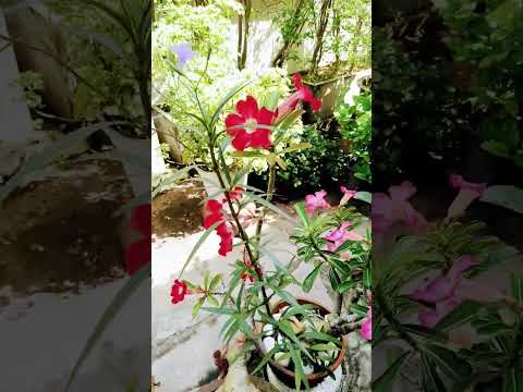 ดอกหญ้าในป่าปูน #คลายเครียด #เพลงเพราะมาก #ชีวิต จริง