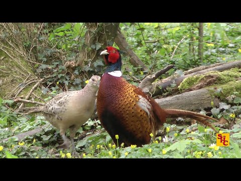 Pest Control with Air Rifles - Squirrel Shooting - The Metal Feeder