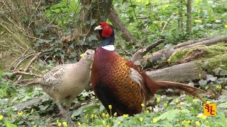 Pest Control with Air Rifles - Squirrel Shooting - The Metal Feeder
