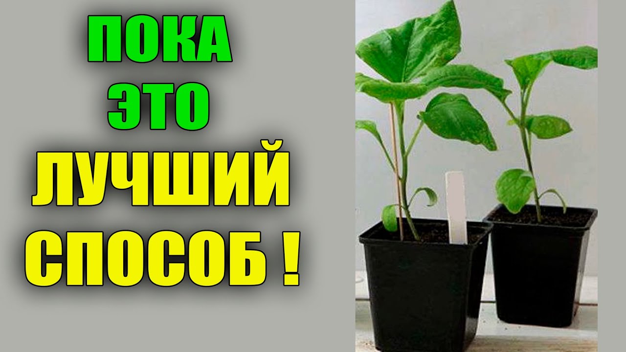 Сею баклажаны в марте только этим способом