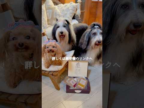 【癒し🌿森の暮らし】#shorts #ココグルメ #犬ごはん ‐wanlife- 😊🐶🐶🐶🏡🌳