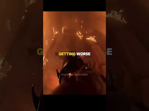 Firefighter Risk It All For One Puppy!