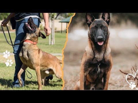 ベルジアンマリノアを飼う前に知っておきたい4つのポイント サムネイル
