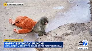 YouTube video thumbnail: Japan's Punch the Monkey Gets Thousands of Birthday Messages as he Turns 1