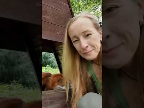 Это новый туннель, который лисы делают