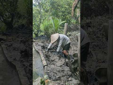 Làm xong bờ kè, sáng ra nhìn mà hết hồn!The dike stood strong… until the storm came