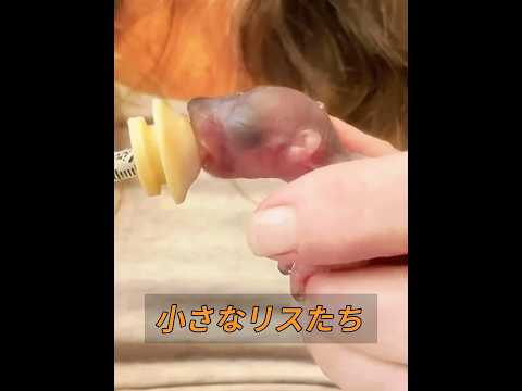 女性の粘り強さのおかげで、そうでなければこの小さなリスが生き残ることは困難だったでしょう。 #animals #動物プロダクション