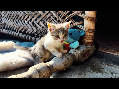 1 Minute Of Adorable🥰 Cat and Kitten - Indian Village Atmosphere Sounds