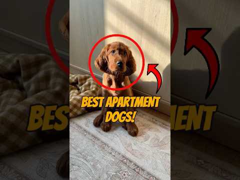 Top 5 Best Apartment Dog Breeds Ever 🏙️🐾 (Perfect for Small Spaces!)