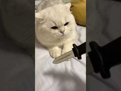 He didn't like it 😅👈 #cat #funny #shorts