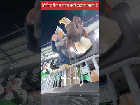 क्रिकेट मैच में बाज़ क्यों उडाया जाता है 🤔