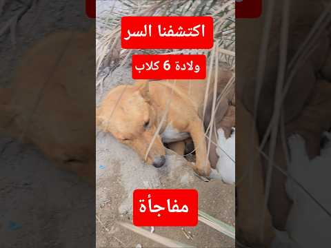 ولدت ٦  #كلاب #dog #dogs #dogshorts #doglife #doglove #اكسبلور #funny