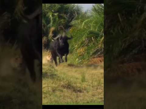 The lion started chasing the huge buffalo|| #shorts #facts #animal