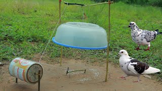 Primitive Creative DIY Technique Pigeon Trapping Using Milk Can and Wood - Animal Trapping Video
