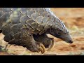 Aardvarks and Their Ecosystem Adaptations