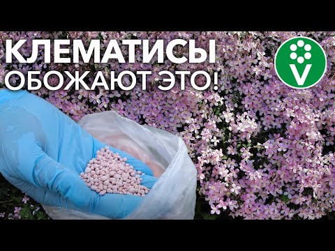 КЛЕМАТИСЫ БУДУТ УСЫПАНЫ ЦВЕТАМИ, если подкормить их так! Подкормки, которые заставят цвести клематис