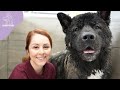 Understanding the American Akita
